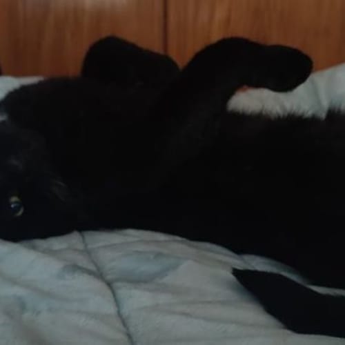 Onyx