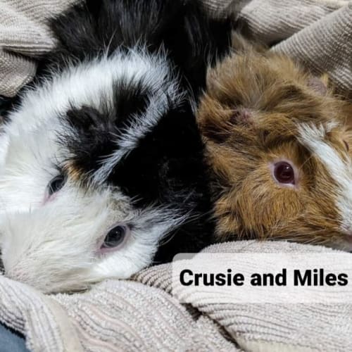 Cruise & Miles