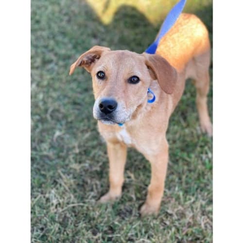 Bingo *$250 Adoption Fee*