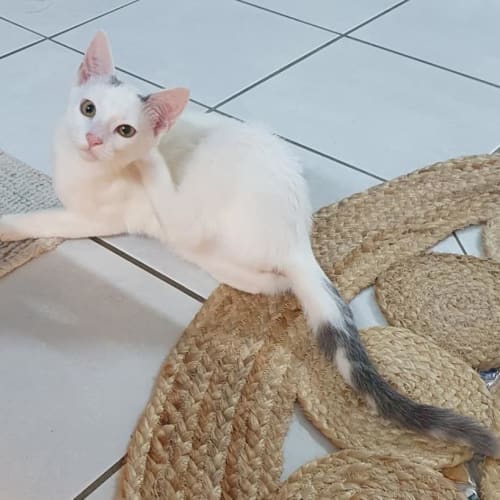 Luci