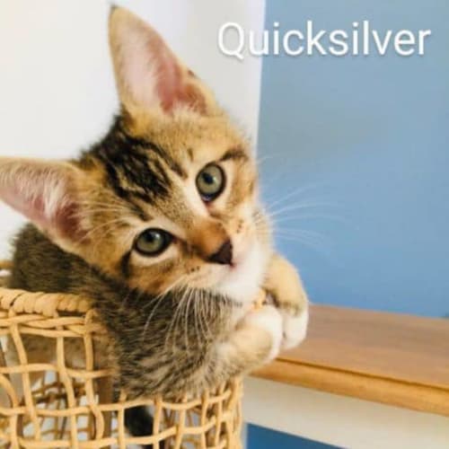 Quicksilver