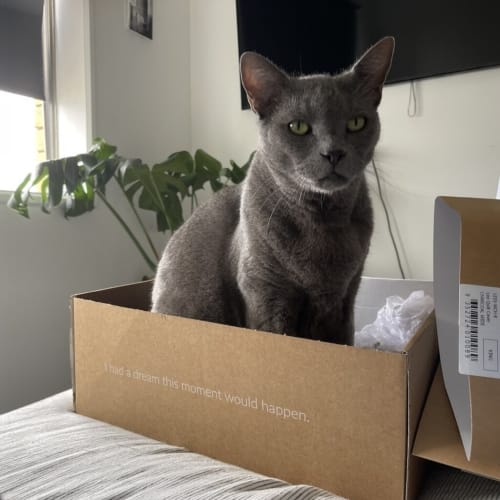 Hank
