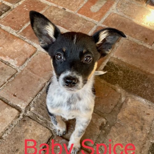 Baby Spice