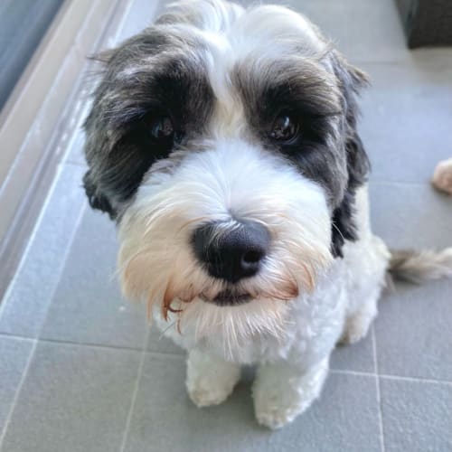 Suki