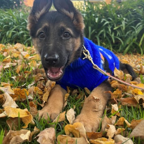 Rufus