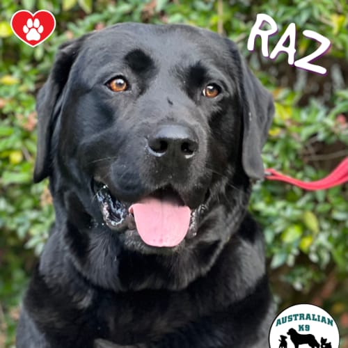 Raz 