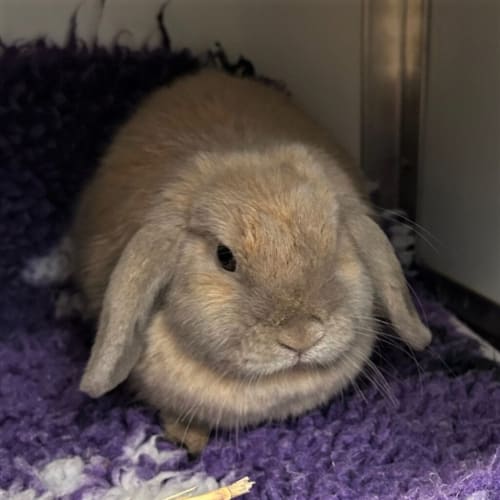 Little Miss Bunshine