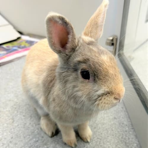 Bunny Boop