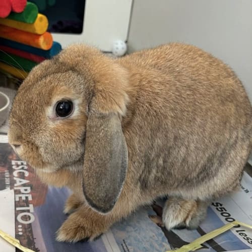 Rabberta