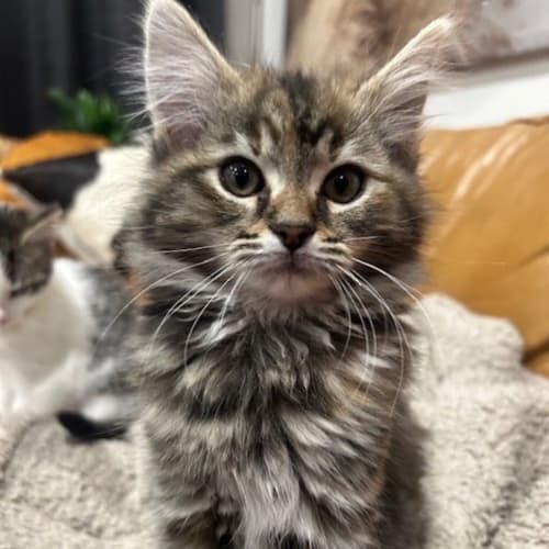 Minnie