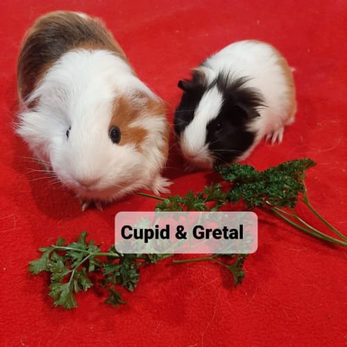 Cupid & Gretal