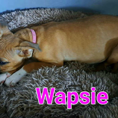Wapsie