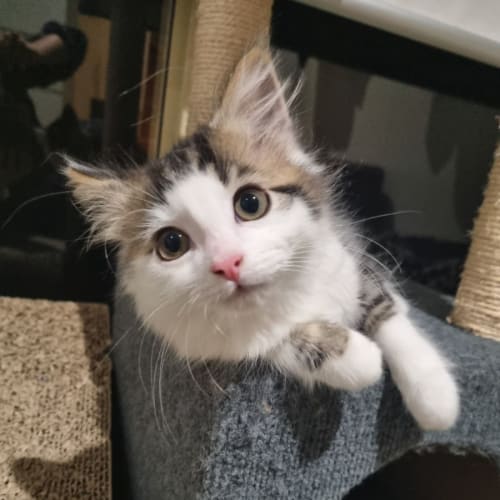 Mojito