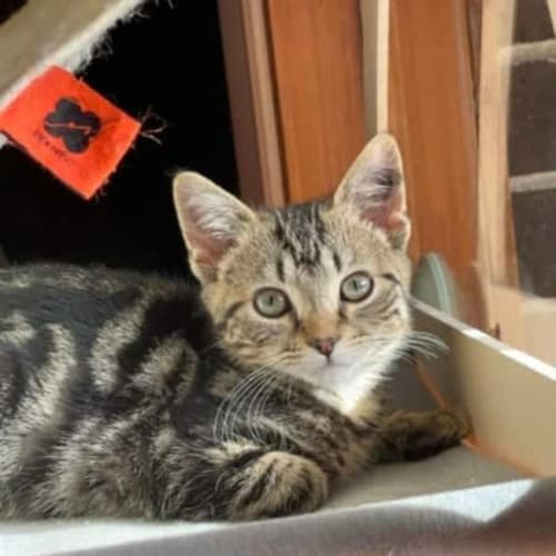 Benji