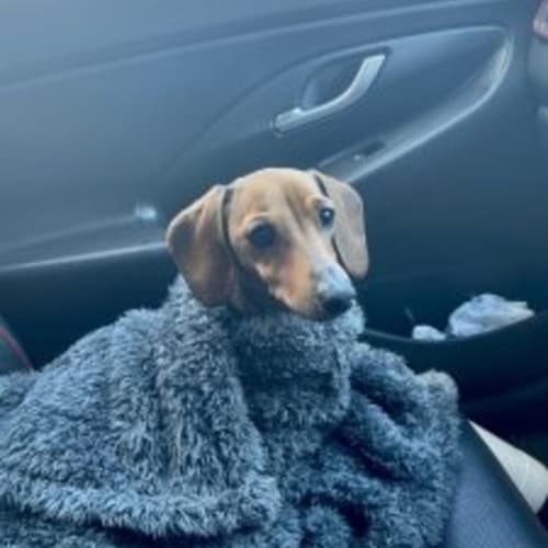 Abby