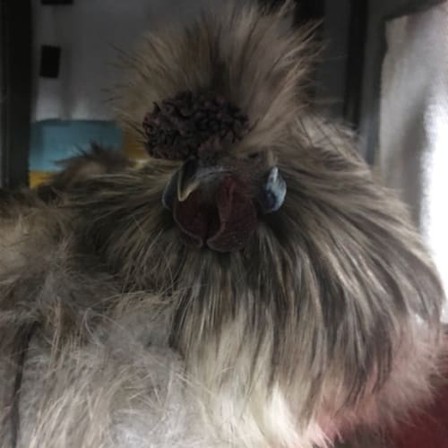 Fluffy