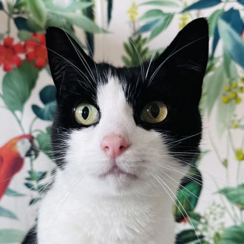 Arthur - Located in Eltham