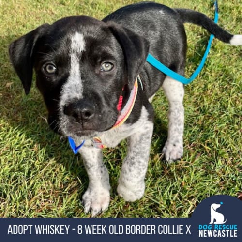 Whiskey - 8 Week Old Border Collie X (Trial)