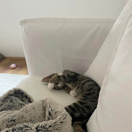Floof