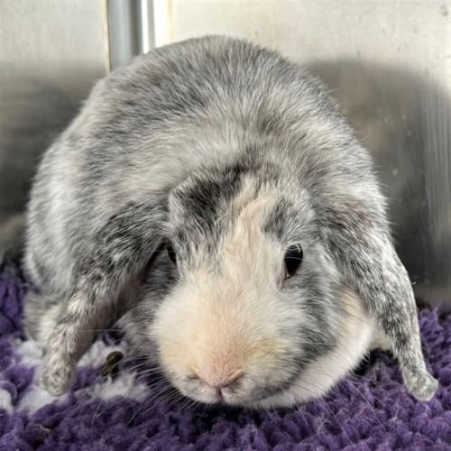 Margot Rabbit 