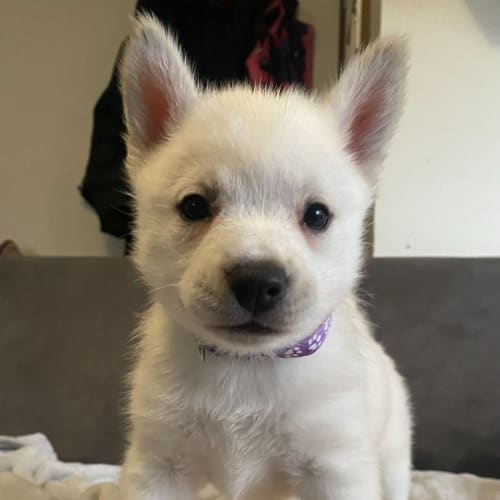 Laces pups