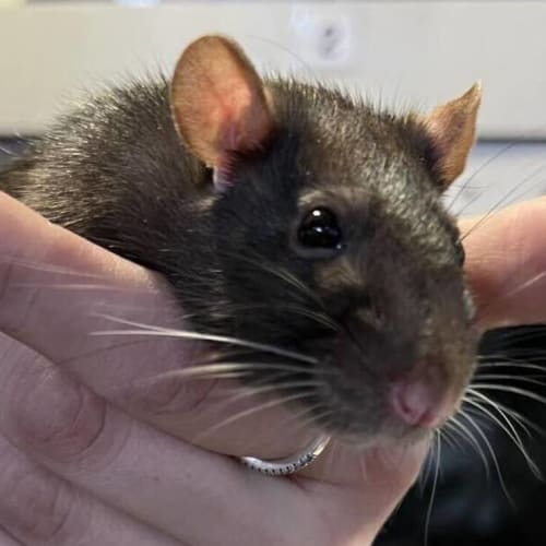 Rosie