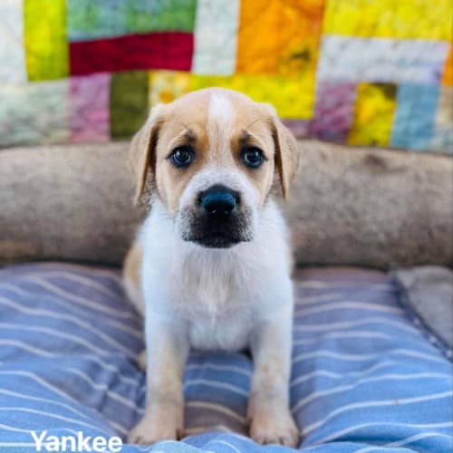 Yankee