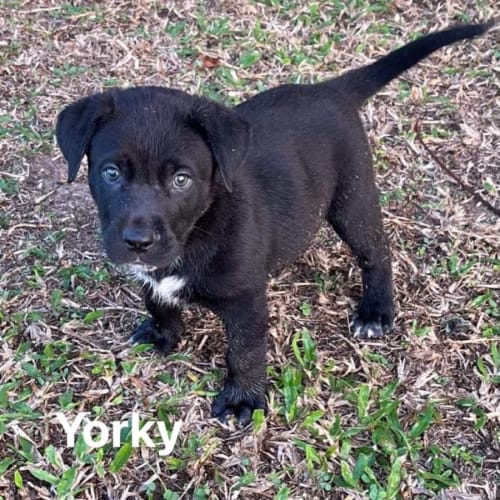 Yorky
