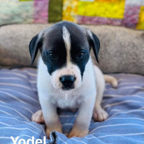 Yodel