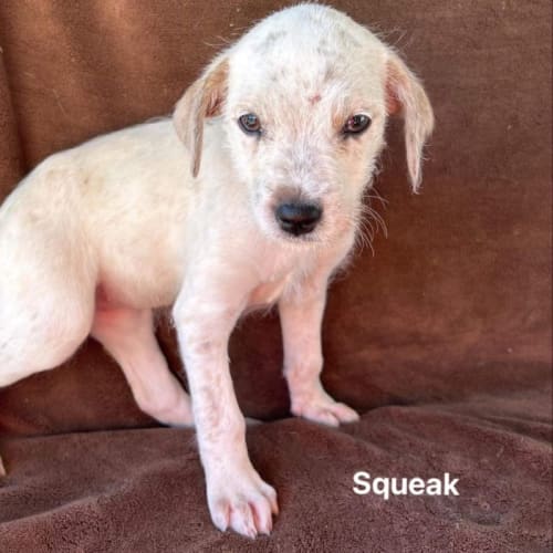Squeak