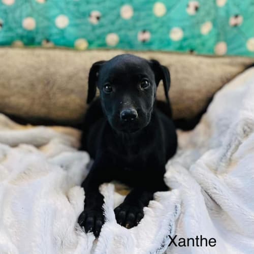 Xanthe