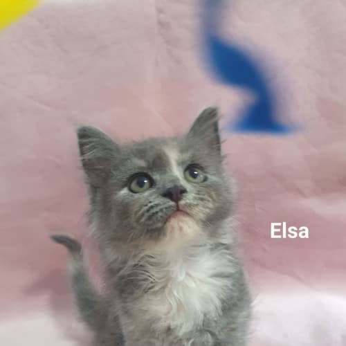 Elsa