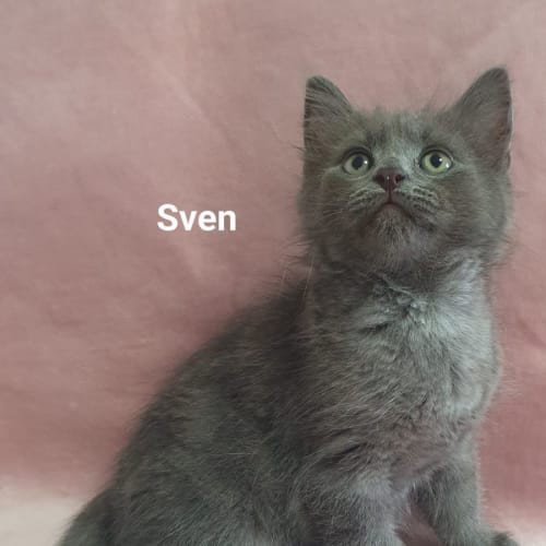 Sven