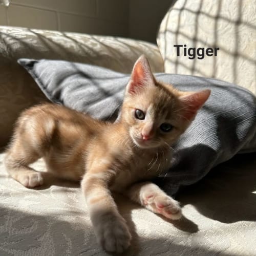 Tigger