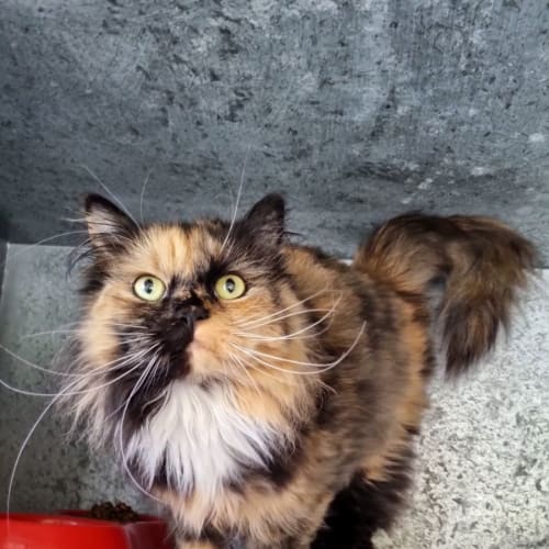 Pepper