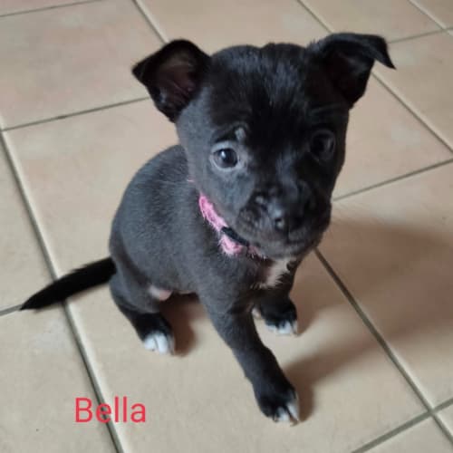 Bella