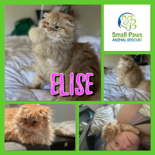 Elsie