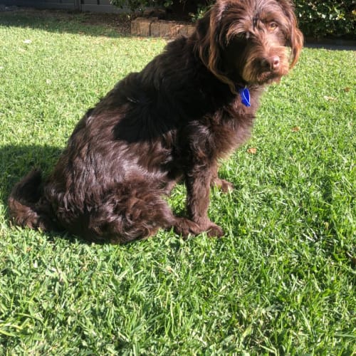 Milo - 10 Month Old Labradoodle (Trial)