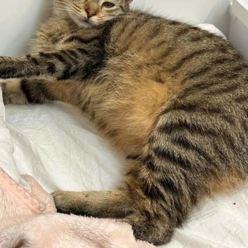Nala