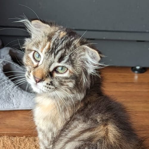 Willow
