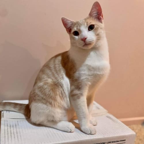 Ed