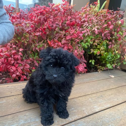Nugget 