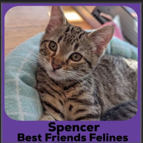 Spencer 