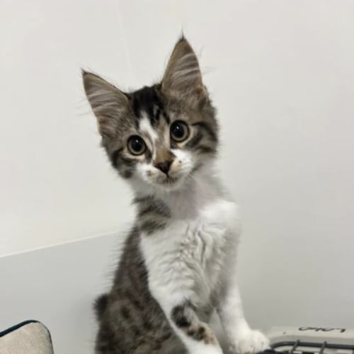 Finley