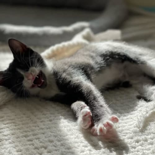 Oliver