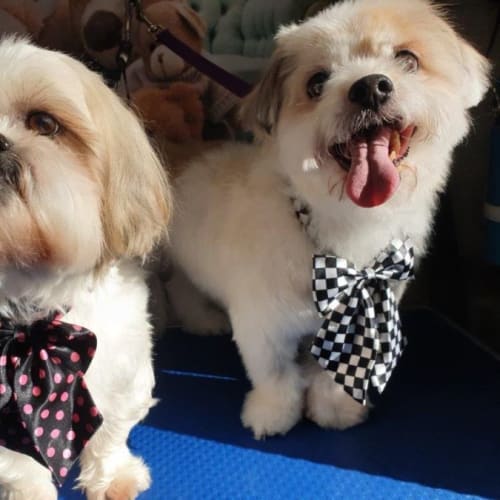 Benjie and Louie Speranza