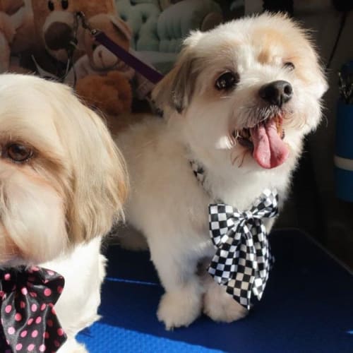 Benjie and Louie Speranza
