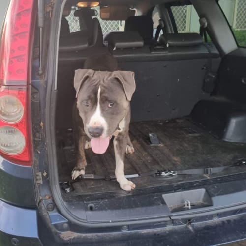 Lorenzo (Enzo)