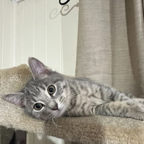 Piper