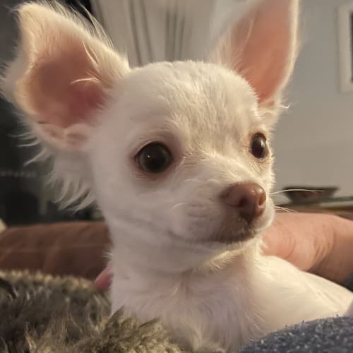 Stan